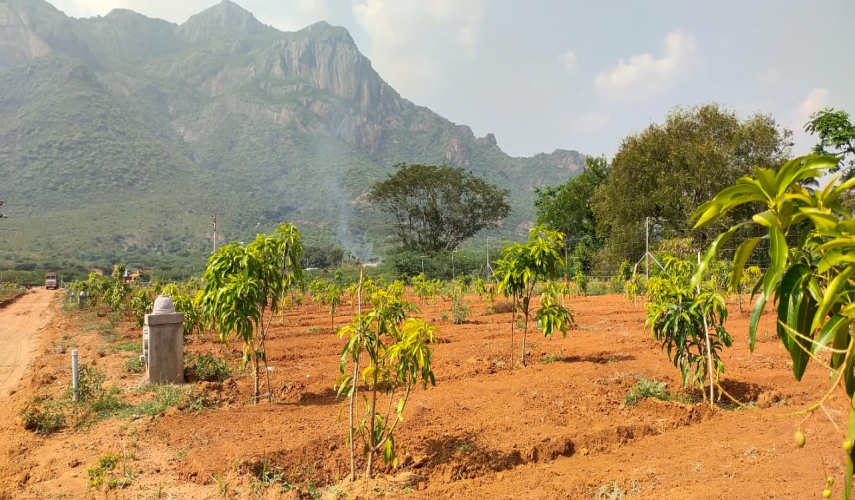 Chettinad Farm