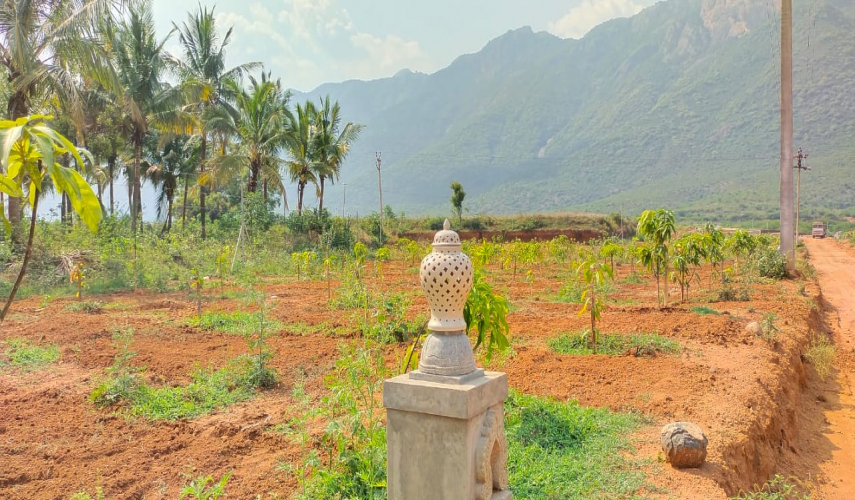 Chettinad Farm
