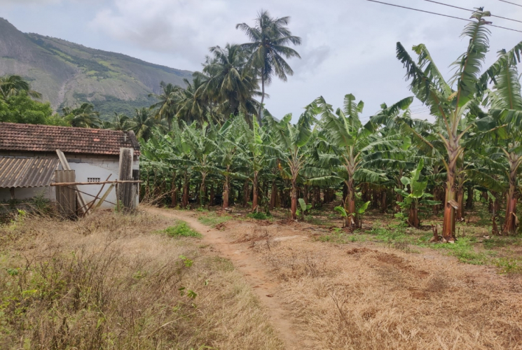 4 Acres, Agricultural farm land for sale in Ettimadai