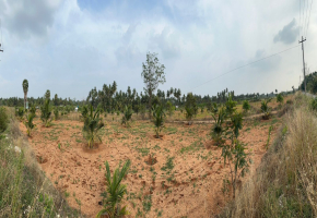 50 Cents Land for sale in Veerapandi Pirivu