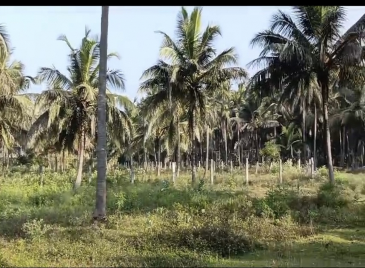 37 Acres, Agricultural farm land for sale in Pollachi