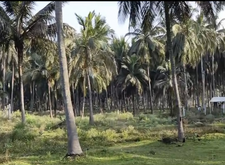 37 Acres, Agricultural farm land for sale in Pollachi